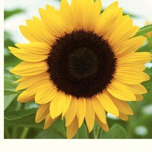 Meet your Posher, 🌻 Sunflower 🌻